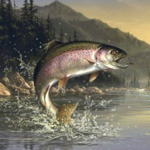 Steelhead trout
