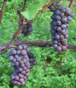 pinot gris grapes