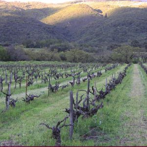 Old Hill vineyard