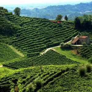 Vineyard in the Veneto region