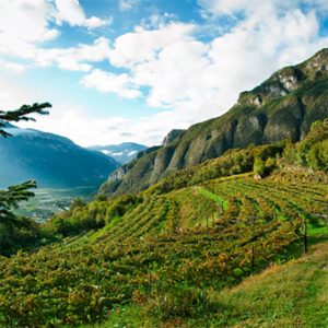 Vineyards in Trento DOC