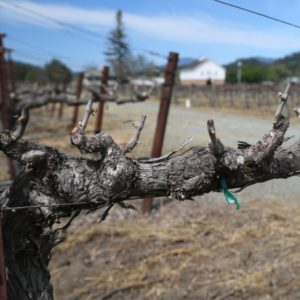 Varozza gnarly vines