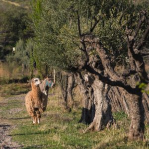 Bodegas Krontiras vineyard