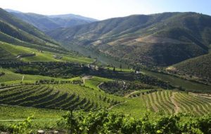 Vineyards at Quinta de Roriz