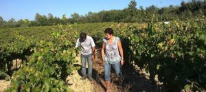 Château de Fontlade Saint-Qvinis vineyard