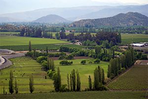 Conde de Velázquez vineyard