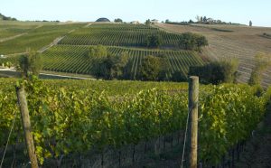 Tenute Lunelli vineyards