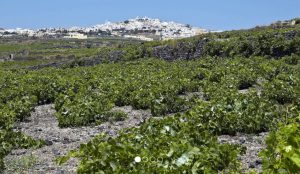 Artemis Karamolegos vineyard