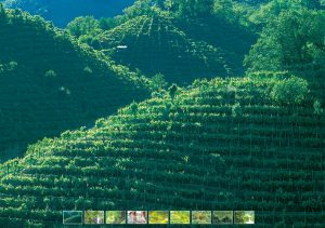 Glera grape vineyard in Valdobbiadene