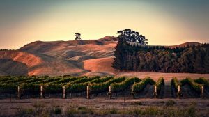 Kim Crawford Hawke's Bay vineyard