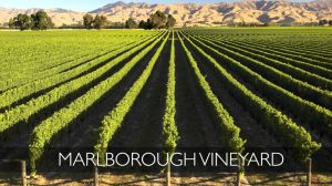 Marlborough vineyard-KC