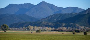 Matua Valley vineyard