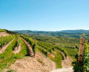 Tommasi Valpolicella vineyard