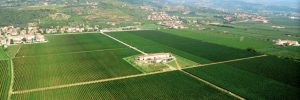 Tommasi vineyard and winery
