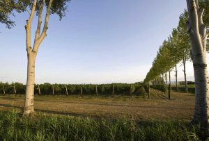 Torresella vineyard