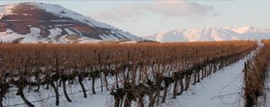 Yarden vineyard winter