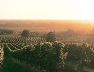 Bordeaux vineyard