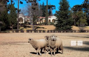 Concha y Toro vineyard and grounds