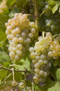 Green grenache grapes