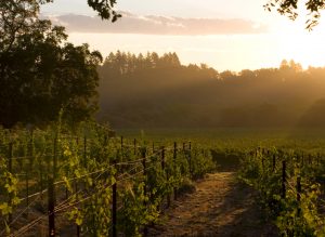 J Vineyard Robert Thomas vineyard