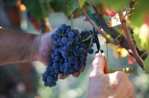 Sangiovese grapes