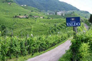 Valdo vineyard