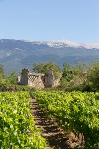 Vineyards and Mont Ventoux