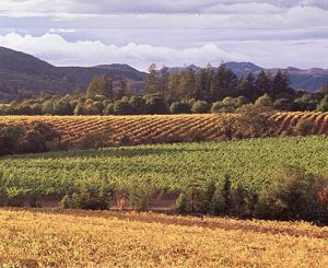 Vinho Verde vineyard