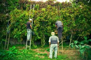 Vinho verde harvest