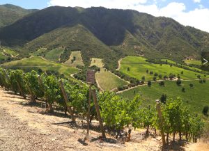 Viña Montes vineyard 1