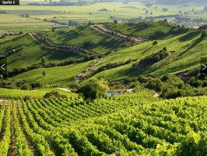 Viña Montes vineyard 2