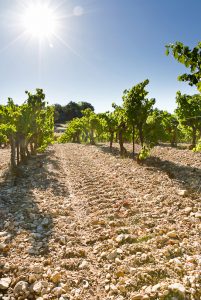 the limestone and clay soils of Château Pesquié Ventoux vineyard