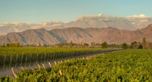 Kaiken vineyard 1