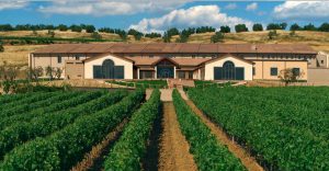 falesco-winery-2