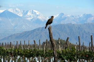 peregrines-at-las-perdices-winery