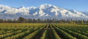 trapiche-vineyards-in-mendoza