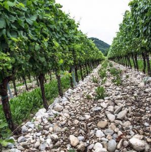 attems-vineyard-with-distinctive-rocky-soil-of-collio
