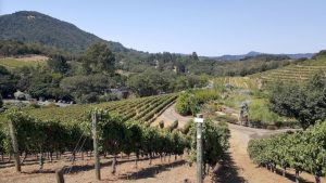 benziger-vineyards-near-glen-ellen