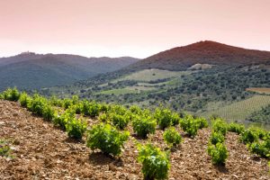 bodegas-paniza-carinena-vineyard