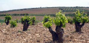 carinena-vineyard