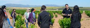 carinena-vineyard-and-visitors