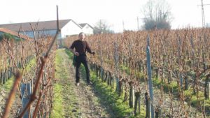 chateau-bellevue-de-tayac-vineyards