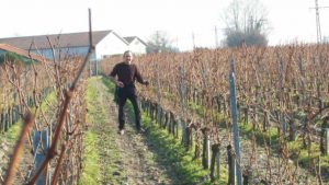 chateau-bellevue-de-tayac-vineyards