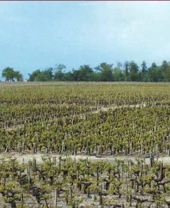 chateau-fonbadet-vineyard