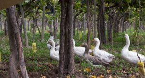 kaiken-caiquenes-wild-geese