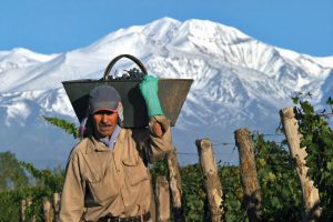 worker-in-gascon-vineyard