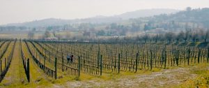 arnaldo-caprai-vineyard-in-winter