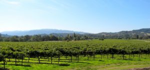 chateau-st-jean-vineyard