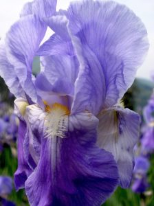 florentine-iris