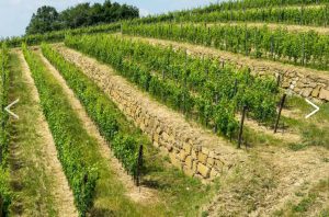 lamole-di-lamole-terraced-vineyards